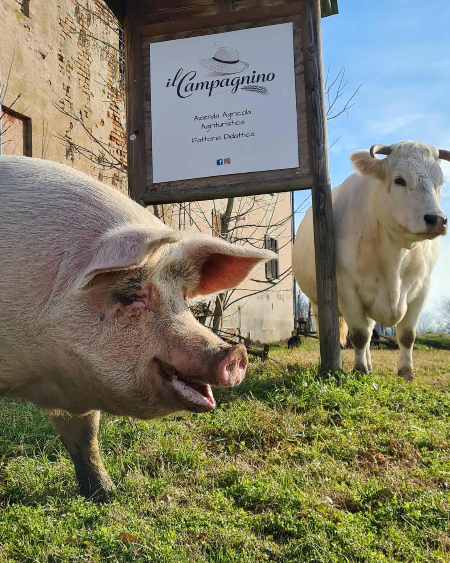 Agriturismo Il Campagnino Cremona Bagian luar foto